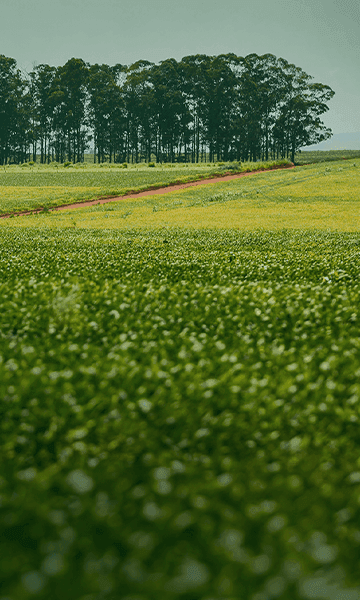 Sustentabilidade