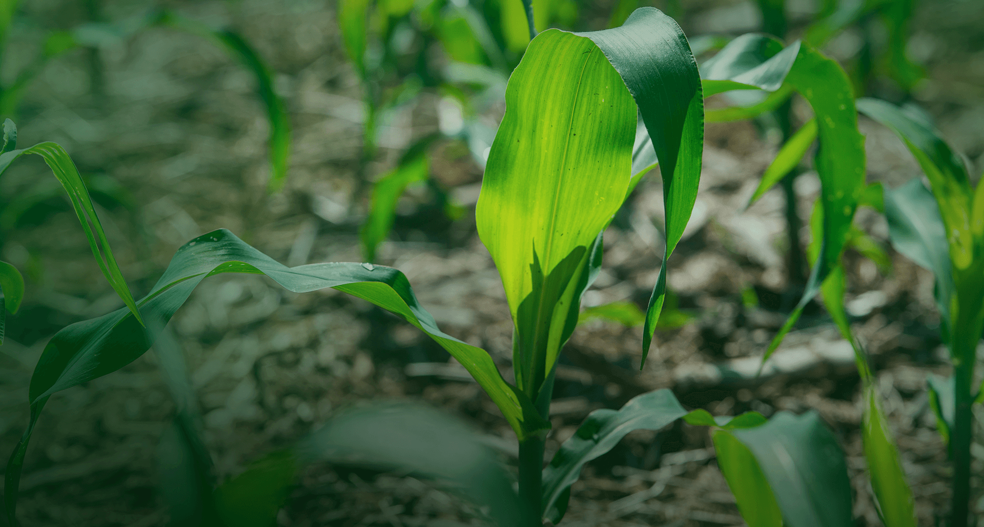 Associação dos Produtores de Soja e Milho do Estado de Mato Grosso